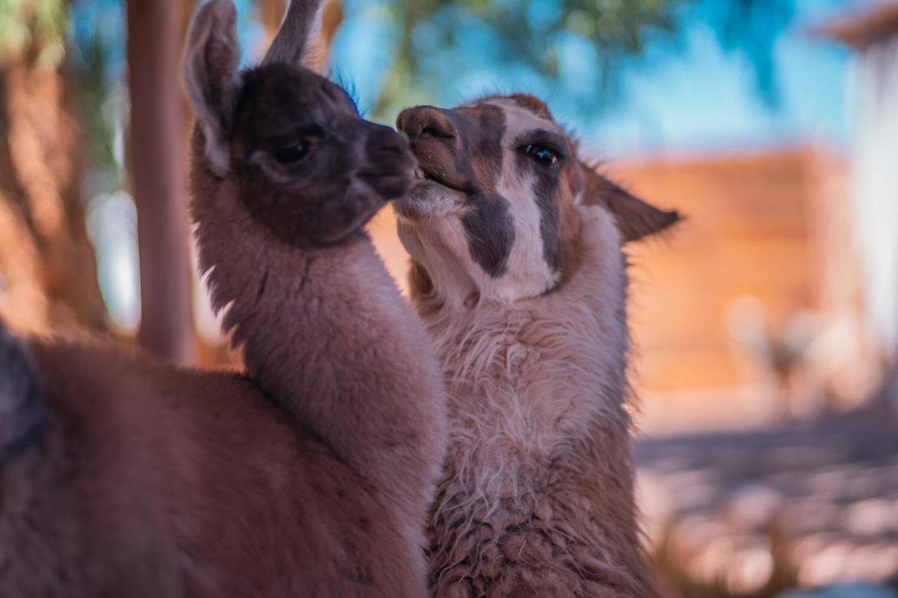 Cabanas Voyage Atacama سان بيدرو دي أتاكاما المظهر الخارجي الصورة