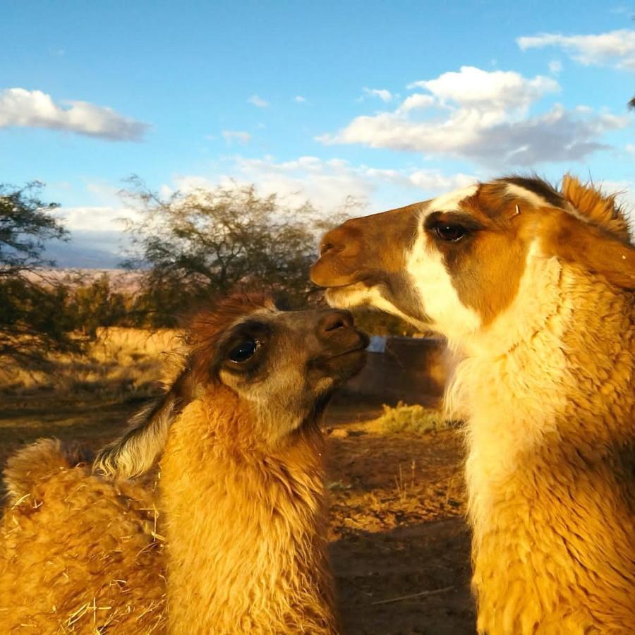 Cabanas Voyage Atacama سان بيدرو دي أتاكاما المظهر الخارجي الصورة
