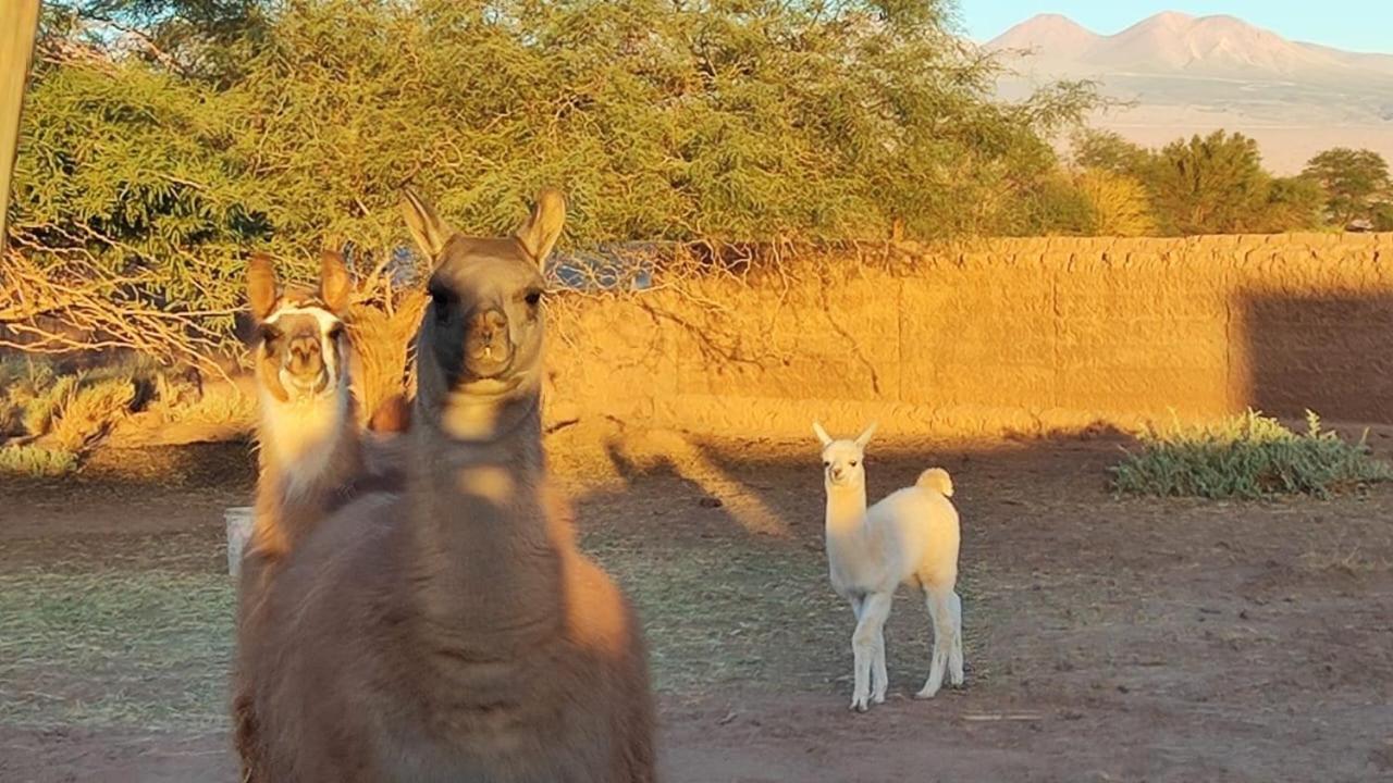 Cabanas Voyage Atacama سان بيدرو دي أتاكاما المظهر الخارجي الصورة