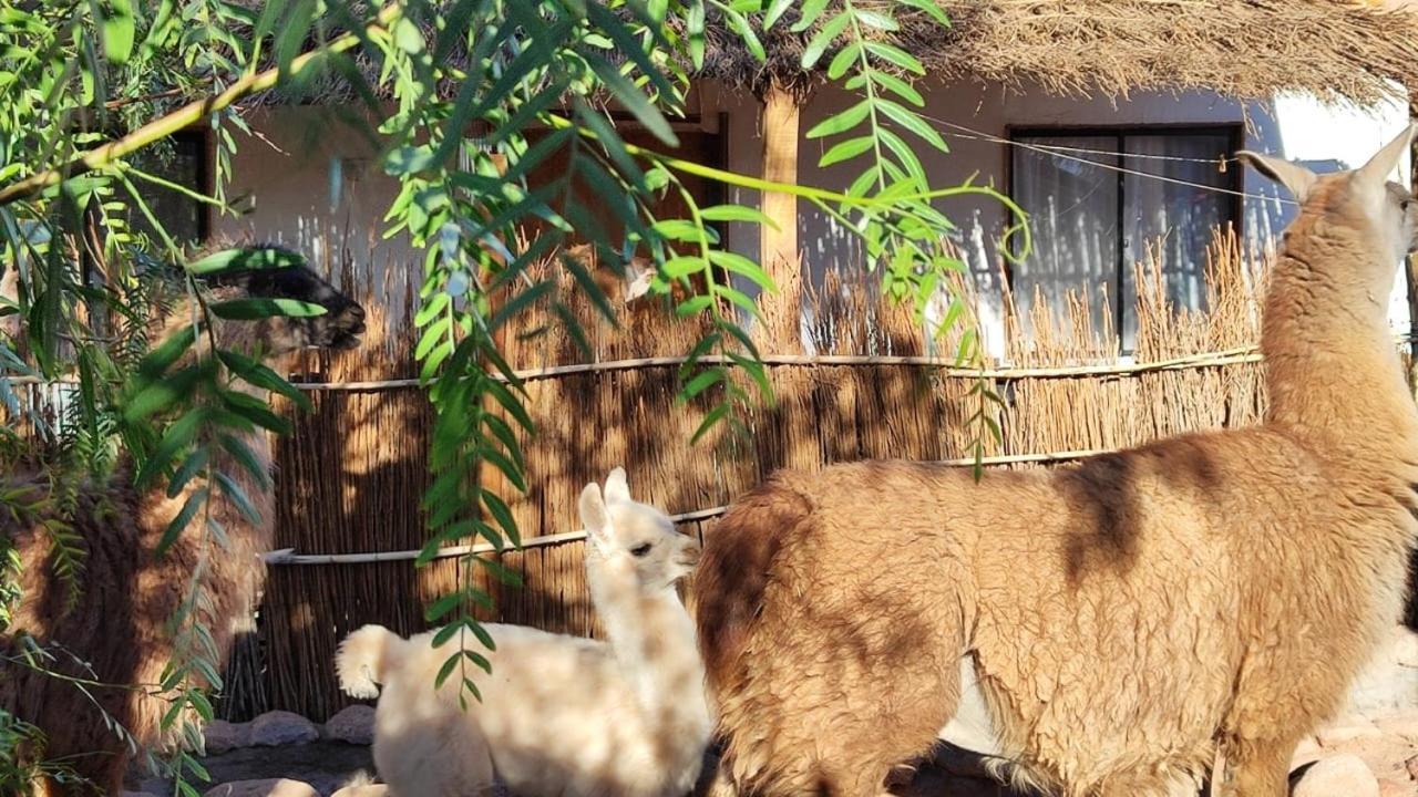 Cabanas Voyage Atacama سان بيدرو دي أتاكاما المظهر الخارجي الصورة