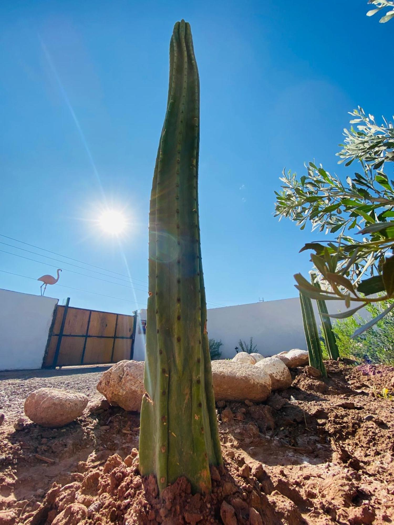 Cabanas Voyage Atacama سان بيدرو دي أتاكاما المظهر الخارجي الصورة