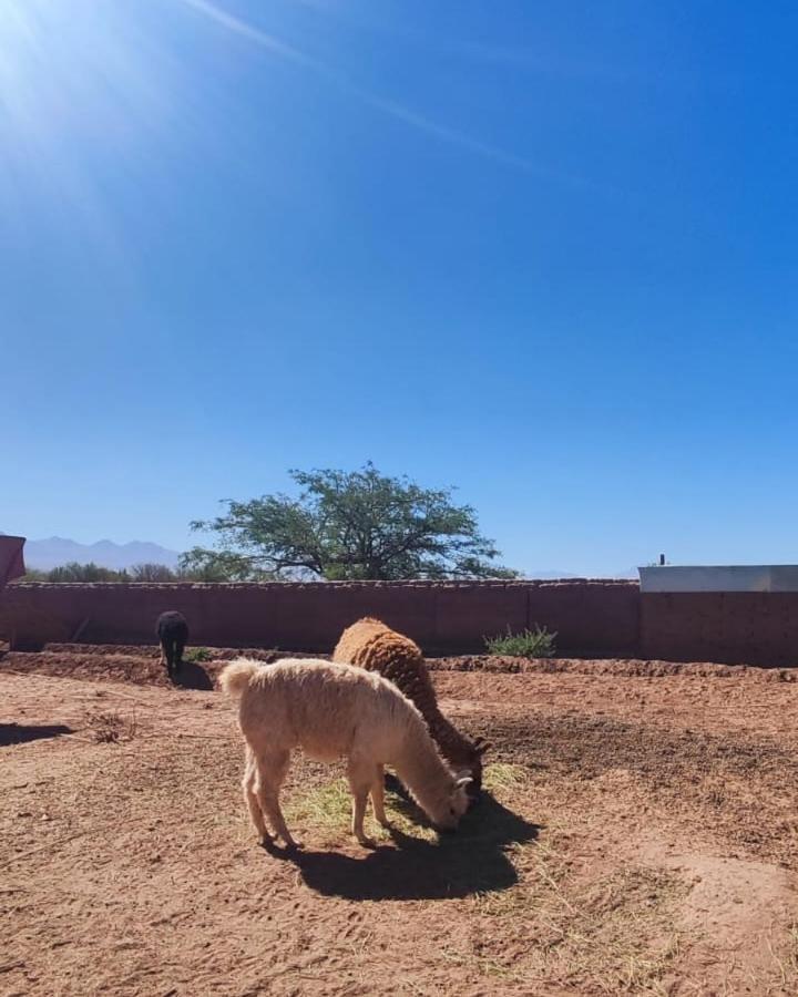 Cabanas Voyage Atacama سان بيدرو دي أتاكاما المظهر الخارجي الصورة
