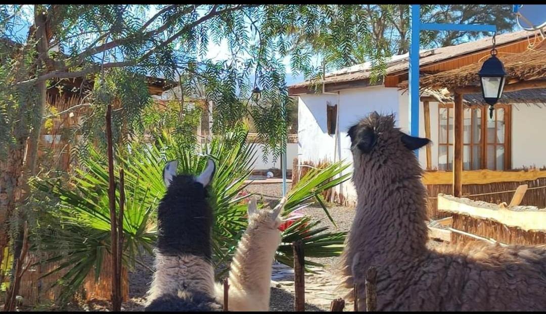 Cabanas Voyage Atacama سان بيدرو دي أتاكاما المظهر الخارجي الصورة