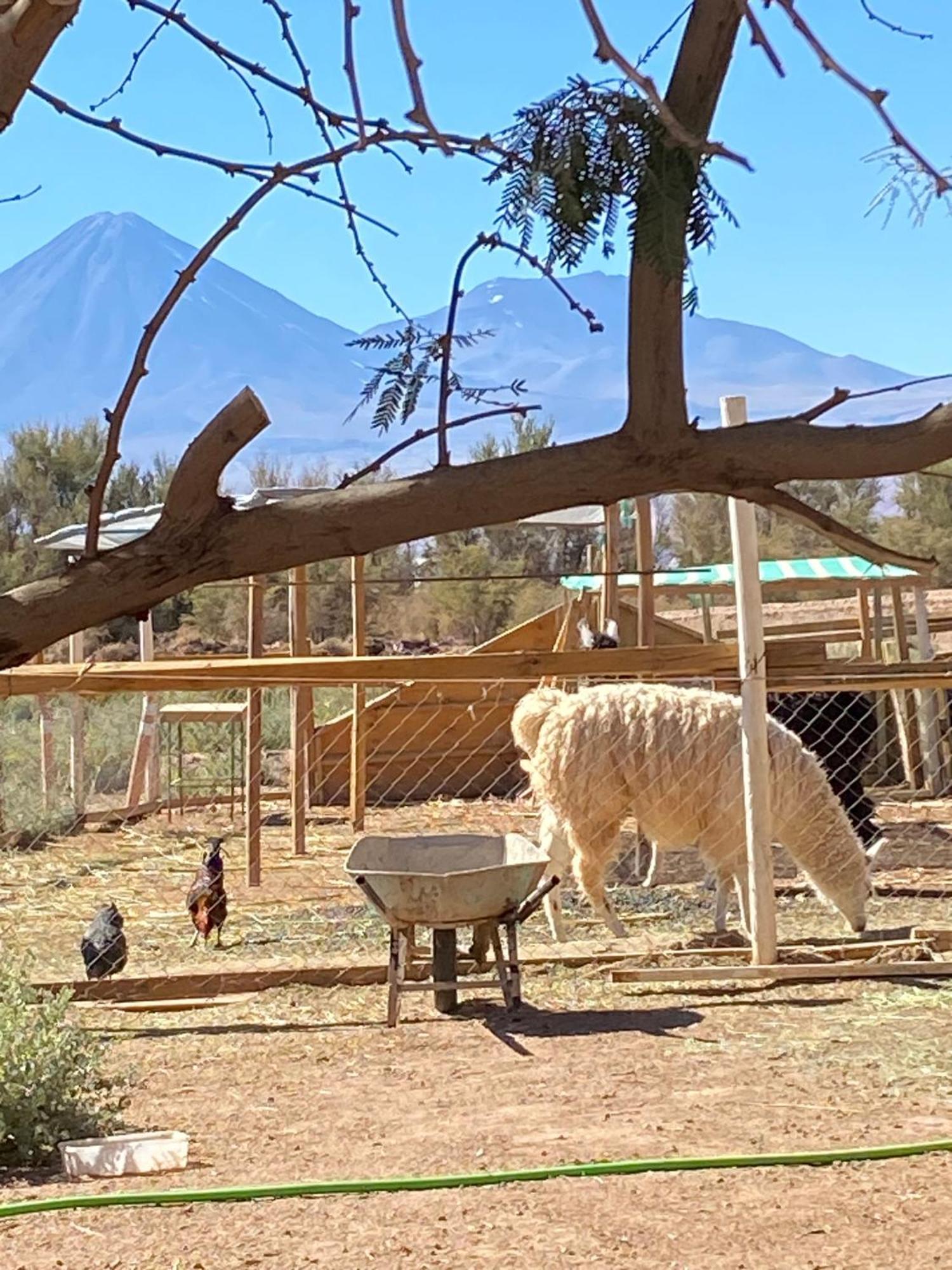 Cabanas Voyage Atacama سان بيدرو دي أتاكاما المظهر الخارجي الصورة